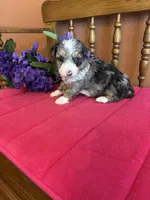 Ranger, a male Miniature Bernedoodle for sale in Seneca, KS – 1 of 8
