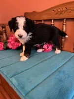 Bear, a male Miniature Bernedoodle for sale in Seneca, KS – Photo 9 of 10
