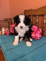 Bear, a male Miniature Bernedoodle for sale in Seneca, KS – Photo 3 of 10