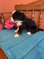Bear, a male Miniature Bernedoodle for sale in Seneca, KS – Photo 7 of 10