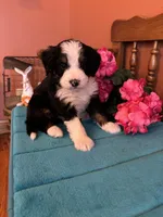 Bear, a male Miniature Bernedoodle for sale in Seneca, KS – Photo 2 of 10