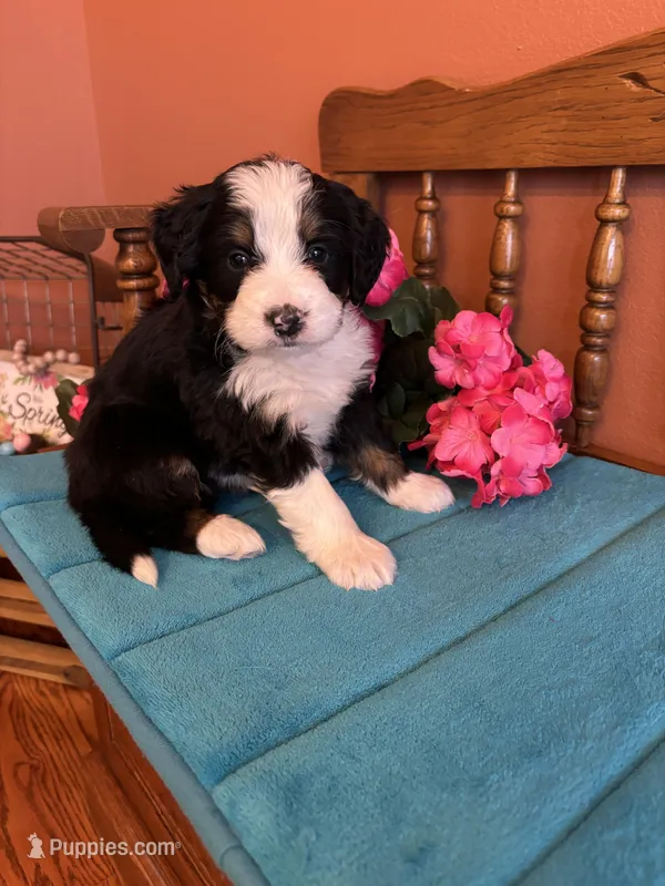 Bear – Miniature Bernedoodle puppy for sale in Seneca, KS
