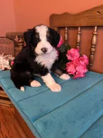 Bear, a male Miniature Bernedoodle for sale in Seneca, KS – Photo 1 of 10