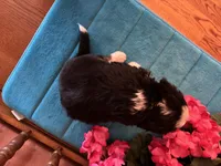 Bear, a male Miniature Bernedoodle for sale in Seneca, KS – Photo 10 of 10