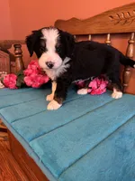 Bear, a male Miniature Bernedoodle for sale in Seneca, KS – Photo 8 of 10
