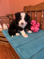 Bear, a male Miniature Bernedoodle for sale in Seneca, KS – Photo 5 of 10