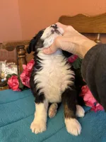 Bear, a male Miniature Bernedoodle for sale in Seneca, KS – Photo 4 of 10