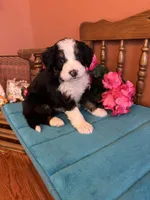 Bear, a male Miniature Bernedoodle for sale in Seneca, KS – Photo 6 of 10