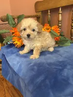 Rosie, a female Maltipoo for sale in Seneca, KS – 3 of 10