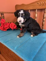 Rosie , a female Miniature Bernedoodle for sale in Seneca, KS – 6 of 8