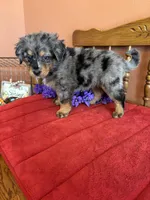 Wally, a male Miniature Bernedoodle for sale in Seneca, KS – 3 of 8