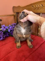 Wally, a male Miniature Bernedoodle for sale in Seneca, KS – Photo 3 of 9