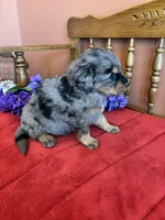 Wally, a male Miniature Bernedoodle for sale in Seneca, KS – Photo 9 of 9