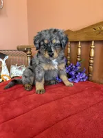 Wally, a male Miniature Bernedoodle for sale in Seneca, KS – 4 of 8