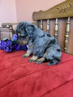 Wally, a male Miniature Bernedoodle for sale in Seneca, KS – Photo 7 of 9