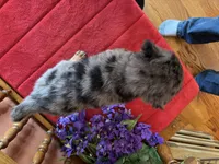 Wally, a male Miniature Bernedoodle for sale in Seneca, KS – 5 of 8