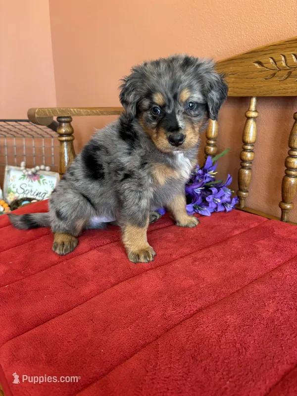 Wally – Miniature Bernedoodle puppy for sale in Seneca, KS