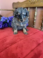 Wally, a male Miniature Bernedoodle for sale in Seneca, KS – Photo 2 of 9