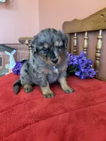 Wally, a male Miniature Bernedoodle for sale in Seneca, KS – Photo 4 of 9