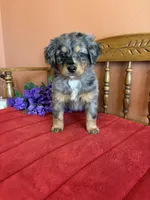 Wally, a male Miniature Bernedoodle for sale in Seneca, KS – 6 of 8