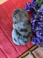 Wally, a male Miniature Bernedoodle for sale in Seneca, KS – Photo 8 of 9