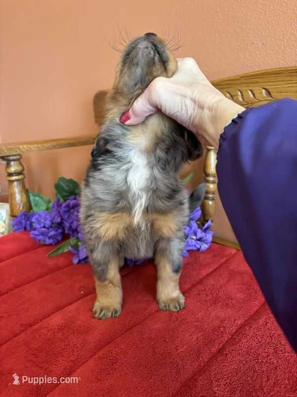 Wally – Miniature Bernedoodle puppy for sale in Seneca, KS