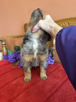 Wally, a male Miniature Bernedoodle for sale in Seneca, KS – 2 of 8