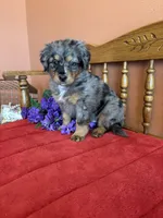 Wally, a male Miniature Bernedoodle for sale in Seneca, KS – 7 of 8