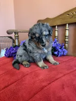 Wally, a male Miniature Bernedoodle for sale in Seneca, KS – Photo 5 of 9