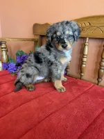 Wally, a male Miniature Bernedoodle for sale in Seneca, KS – 8 of 8