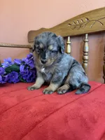 Wally, a male Miniature Bernedoodle for sale in Seneca, KS – Photo 6 of 9