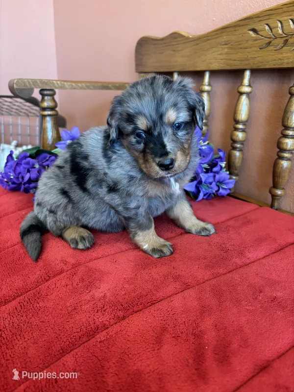 Wally – Miniature Bernedoodle puppy for sale in Seneca, KS