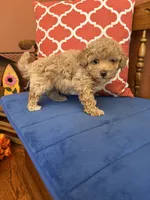 Oliver, a male Maltipoo for sale in Seneca, KS – 2 of 9