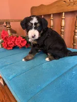 Rosie , a female Miniature Bernedoodle for sale in Seneca, KS – 2 of 8