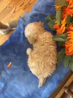 Rosie, a female Maltipoo for sale in Seneca, KS – 9 of 10