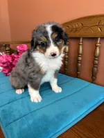 Mila, a female Miniature Bernedoodle for sale in Seneca, KS – Photo 7 of 8