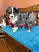 Mila, a female Miniature Bernedoodle for sale in Seneca, KS – Photo 1 of 8