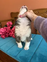 Mila, a female Miniature Bernedoodle for sale in Seneca, KS – Photo 3 of 8