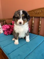 Mila, a female Miniature Bernedoodle for sale in Seneca, KS – Photo 2 of 8