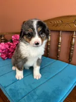 Mila, a female Miniature Bernedoodle for sale in Seneca, KS – Photo 5 of 8