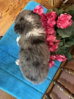 Mila, a female Miniature Bernedoodle for sale in Seneca, KS – Photo 8 of 8