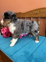 Mila, a female Miniature Bernedoodle for sale in Seneca, KS – Photo 6 of 8