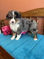 Mila, a female Miniature Bernedoodle for sale in Seneca, KS – Photo 4 of 8
