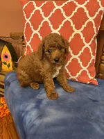 Nemo, a male Miniature Goldendoodle for sale in Seneca, KS – 3 of 8