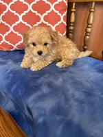 Axel, a male Maltipoo for sale in Seneca, KS – 7 of 7