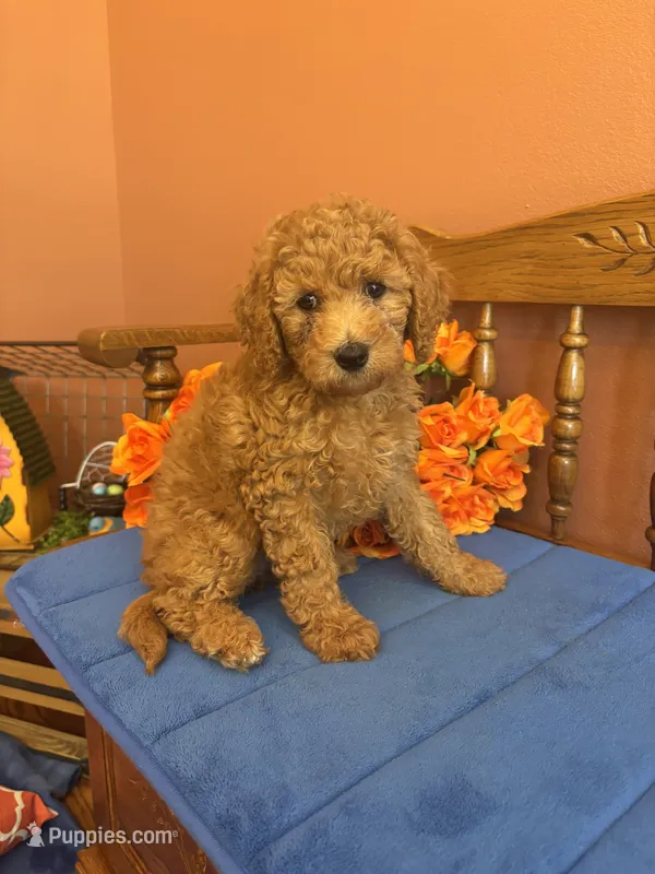 Trudy – Miniature Goldendoodle puppy for sale in Seneca, KS