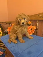 Trudy, a female Miniature Goldendoodle for sale in Seneca, KS – 1 of 10