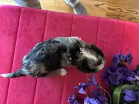 Ranger, a male Miniature Bernedoodle for sale in Seneca, KS – 6 of 8