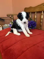 Roxie, a female Miniature Bernedoodle for sale in Seneca, KS – 6 of 10