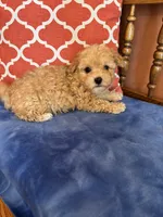 Axel, a male Maltipoo for sale in Seneca, KS – 3 of 7